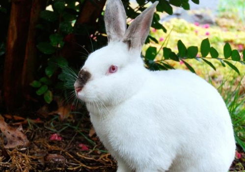 心理测试 你最喜欢哪一只小兔子,测在你身边有多少追求者