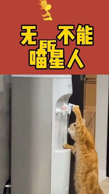 一只猫咪口渴了,到处找水喝 