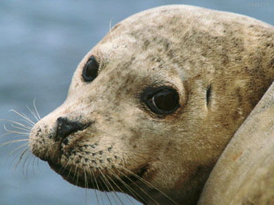 饭店养海豹引虐待质疑 环保组织呼吁解救 