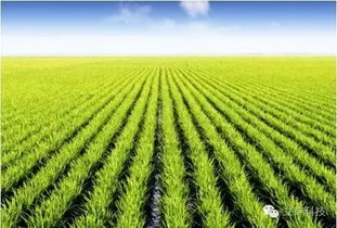 智慧农业 我国农业现代化的发展趋势 