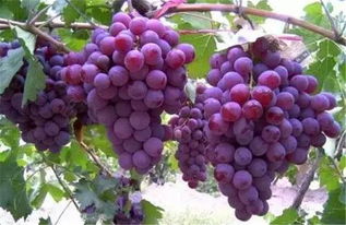 名冠合肥的葡萄采摘基地,家庭套餐仅售39.9元,还送5斤葡萄