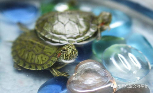 巴西龟的产卵与孵化要点 