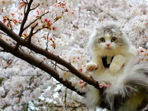 樱花和猫是绝配 听说今年的樱花季 