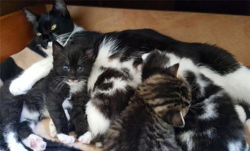 猫会自己选主人 这只拖家带口的流浪猫,成功让陌生人当猫奴