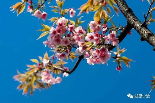 避开汹涌人潮 花海 山顶泳池 樱花主题客房 原来江北还藏着一个不为人熟知的神秘山庄