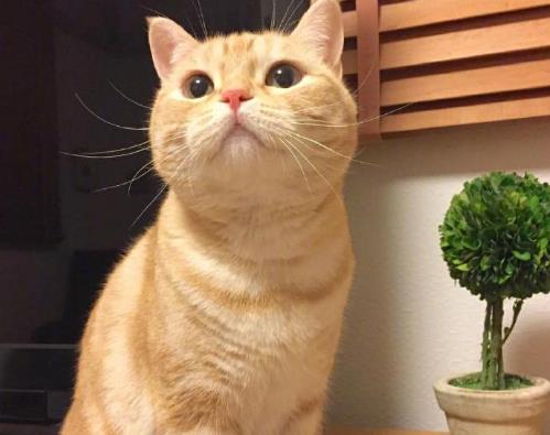 一只胖胖的橘猫,太可爱了,一起来吸 