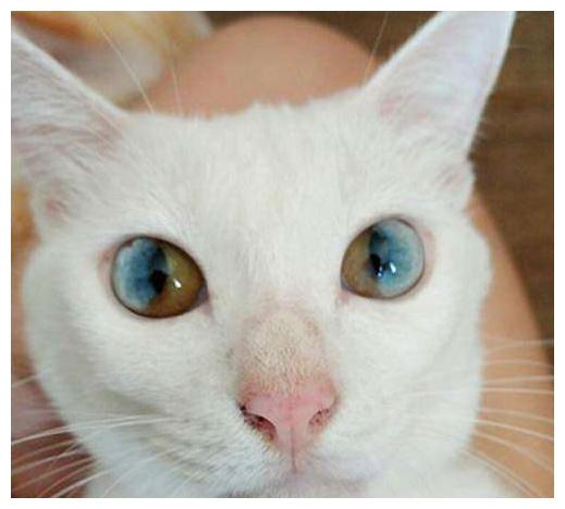 猫咪得了青光眼,白内障怎么办