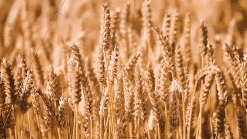 关于小麦诗句