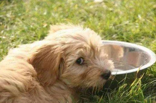 喝水这么简单,还需要科普 别小看狗狗喝水,知识点可不少