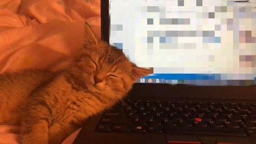猫在我键盘上踩了一行字后,我可能要失业了 