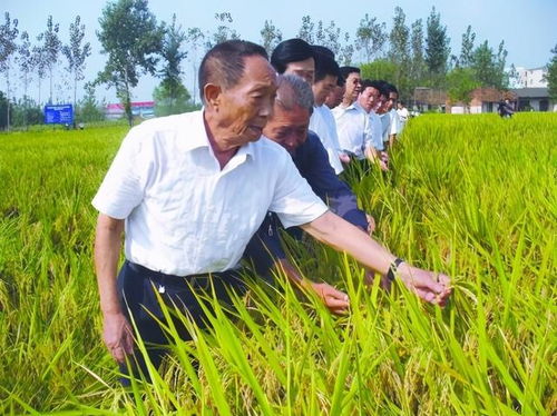 从杂交水稻专家袁隆平搞科研 八字 经验,谈人生的成功与失败