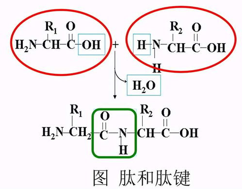 肽神奇在哪里,究竟什么是肽,它有哪些功能和作用