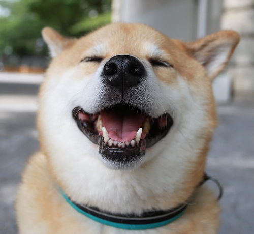柴犬的脸上每天有笑容,看着很开心,其实