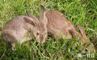 野兔养殖回收是骗局吗 野兔养殖回收的陷阱