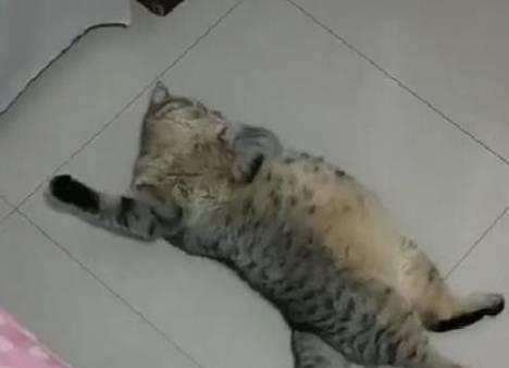 就没见过这么懒的猫,扫把都赶不走