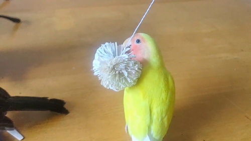 自制环保玉米皮鹦鹉啃咬玩具,方法简单,一分钟做一个 
