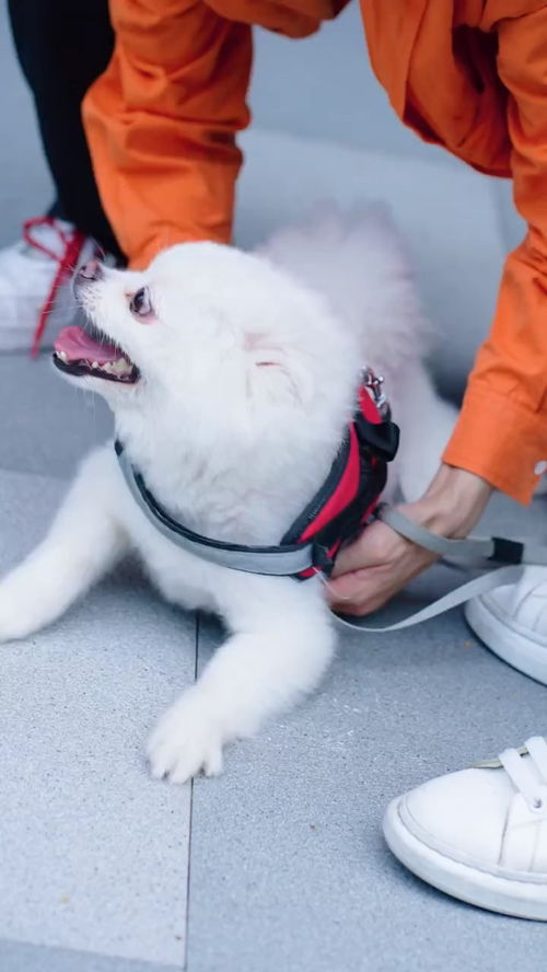 遇到喜欢宠物的女生可以怎么追 