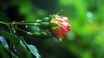 雨诗的意蕴，细雨中的情感世界，雨诗的意思是什么意思啊