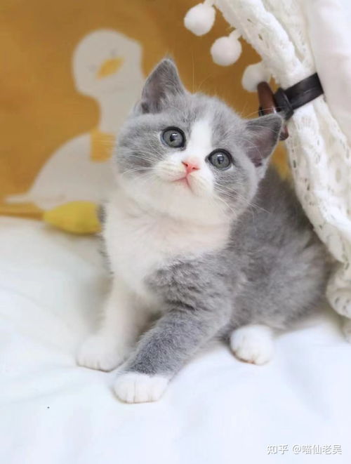 在广州买一只英短蓝白猫价格在多少呢 