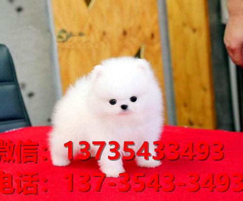 韶关宠物狗犬舍出售纯种博美犬网上买狗卖狗网站在哪有狗市场