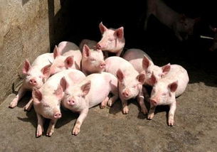 当前养猪场必须要办好的两件大事 环保与安全