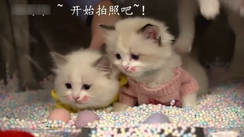 这两只小奶猫出生,刚刚满第40天,买了新衣服纪念一下 