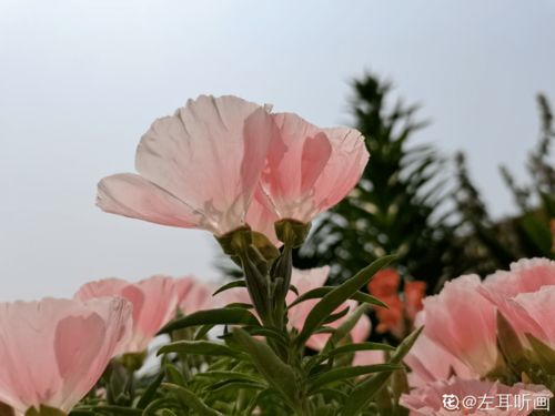 地瓜花范文  关于红薯花古代诗词？