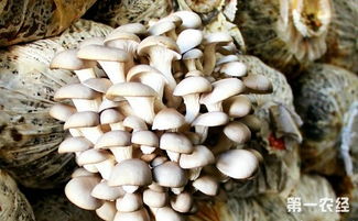平菇的种植方法,人工平菇的种植技术