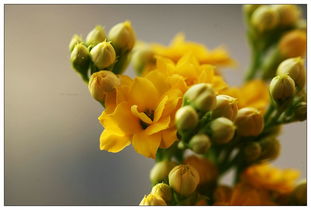 黄色长寿花什么时候开花？