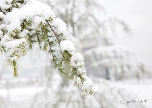 那一年,我在树大打雪仗