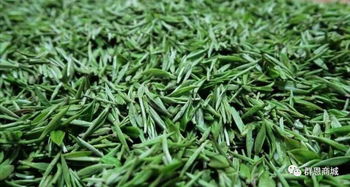 群恩高山生态绿茶,纯手工打造,不仅仅是好茶