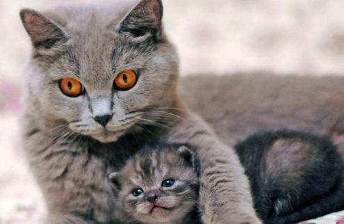 天呀,猫咪要生宝宝啦 要怎么照顾小可爱们呢