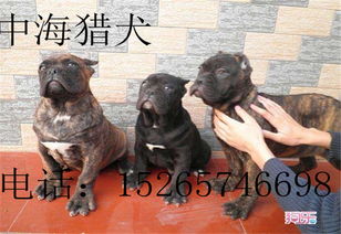 贵州省遵义卡斯罗幼犬一只多少钱