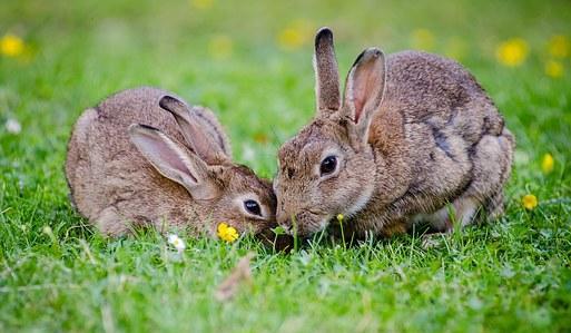 兔兔那么可爱, 你怎么忍心吃兔兔