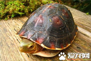 红面蛋龟怎么养红面蛋龟的饲养注意事项？
