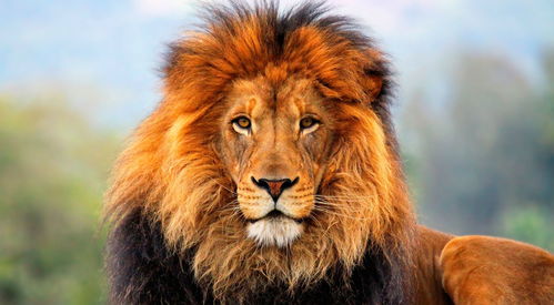 梦见狮子 雄狮周公解梦,梦见狮子 雄狮是什么意思