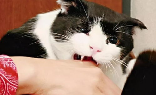 当猫咪舔人时,在它的眼中意味着什么