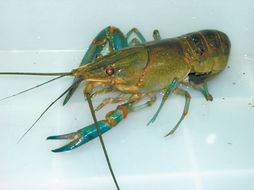 澳洲淡水龙虾在乌鲁木齐市米东区落户并养殖成功 