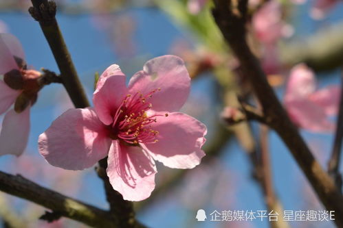 8月下旬,重燃斗志,笃定泰山,迎来曙光的四大星座