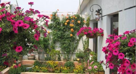 家里光照差怎么养花 你家 房顶 利用了吗 看看怎么做成花园吧