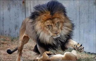 实拍一只雄狮 教训 幼崽,结果被母狮子发现,母狮子一顿吼,雄狮立马认怂 公狮 