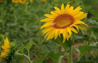 太阳花代表什么,向阴的太阳花