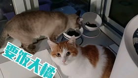 家养猫抓墙吗