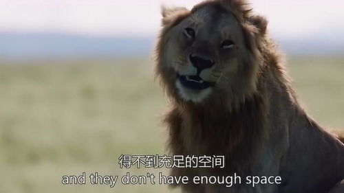 王朝 狮子的繁衍需要足够的空间,它们一定能够再度崛起 