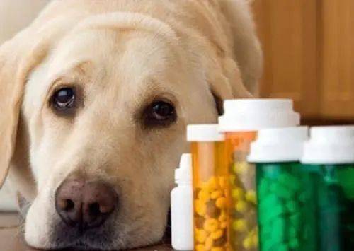 别再给你家的狗狗乱吃药了,这样只会害了它