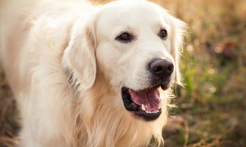 10种常见狗狗的寿命榜,你家狗狗能活多久
