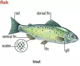 1分钟教会你记住所有常见海洋生物的英语名字