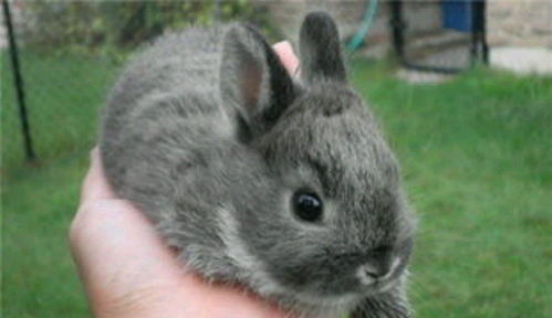 还记得甜馨的宠物兔子吗 宠物兔都有什么种类