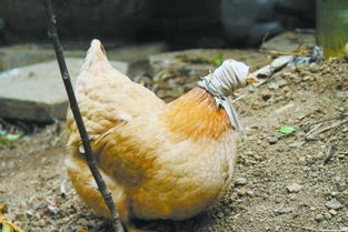 一只母鸡一年抱几次窝 母鸡要抱窝的前兆