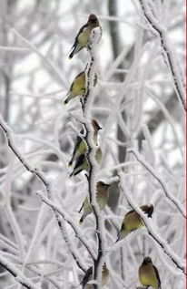 早上好,下雪了,送你2018年最美的雪中精灵,太美太全了 